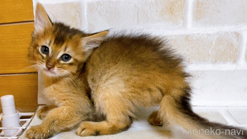 成約済の東京都のソマリ-77481の1枚目