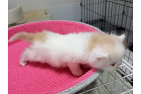 成約済の福岡県のスコティッシュフォールド-77658の10枚目