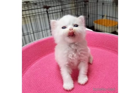 成約済の福岡県のスコティッシュフォールド-77658の7枚目