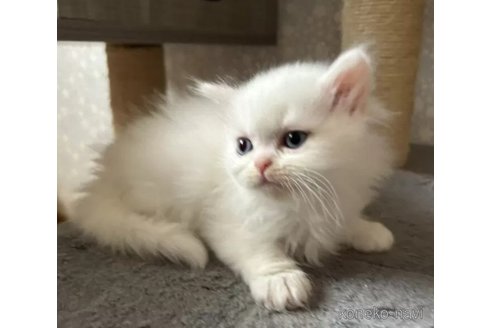 成約済の岡山県のミヌエット-77790の6枚目