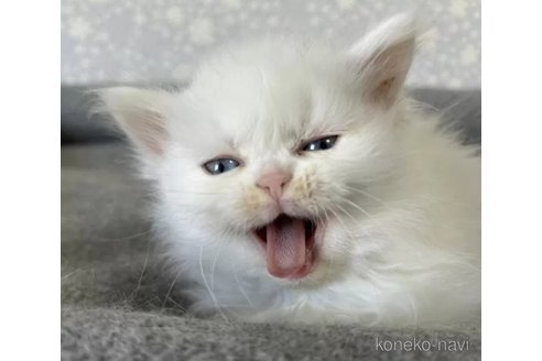 成約済の岡山県のミヌエット-77790の4枚目