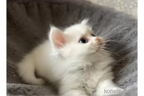 成約済の岡山県のミヌエット-77790の5枚目