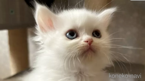 成約済の岡山県のミヌエット-77790の1枚目