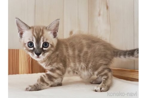 成約済の神奈川県のベンガル-76624の41枚目
