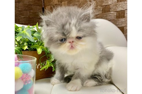 成約済の愛知県のエキゾチックショートヘア-77831の3枚目