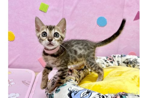 成約済の愛知県のベンガル-77969の4枚目