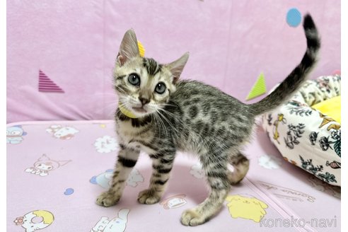 成約済の愛知県のベンガル-77970の3枚目