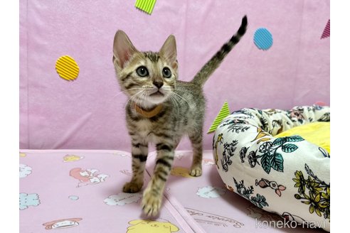 成約済の愛知県のベンガル-77972の4枚目