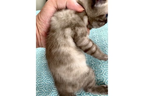 成約済の静岡県のベンガル-76541の53枚目