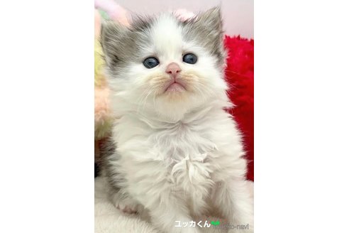成約済の埼玉県のサイベリアン-76288の3枚目