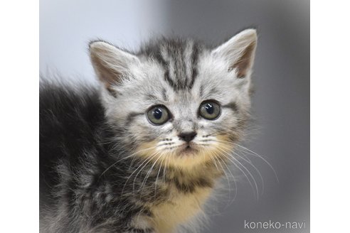 成約済の大阪府のセルカークレックス-78090の5枚目