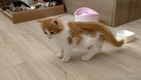 成約済の埼玉県のノルウェージャンフォレストキャット-73771の2枚目