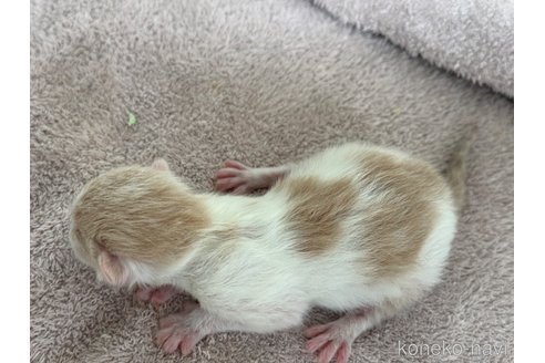 成約済の埼玉県のスコティッシュフォールド-78295の23枚目