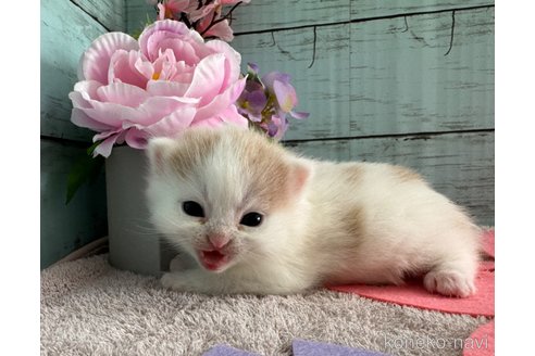 成約済の埼玉県のスコティッシュフォールド-76090の27枚目