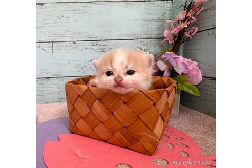 成約済の埼玉県のスコティッシュフォールド-76089の25枚目