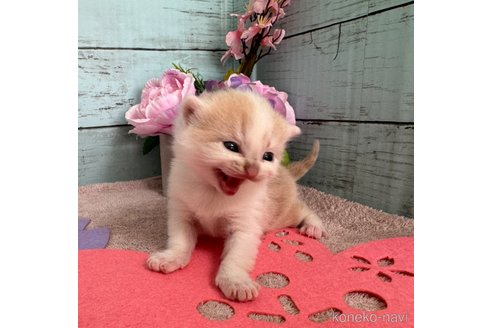 成約済の埼玉県のスコティッシュフォールド-76089の23枚目