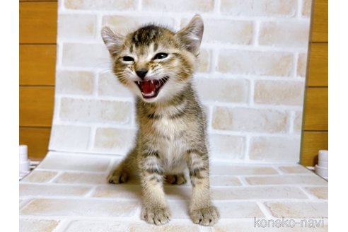 成約済の東京都のアメリカンカール-78348の10枚目