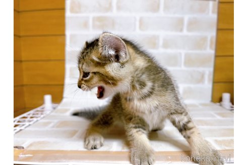 成約済の東京都のアメリカンカール-78348の11枚目