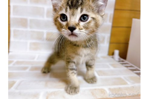 成約済の東京都のアメリカンカール-78348の12枚目