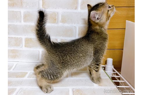 成約済の東京都のアメリカンカール-78348の13枚目