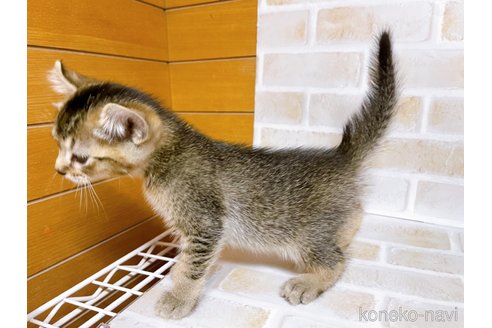 成約済の東京都のアメリカンカール-78348の14枚目