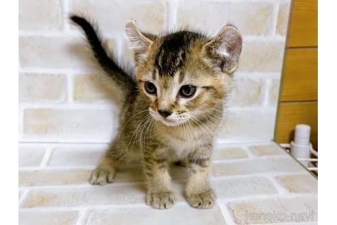 成約済の東京都のアメリカンカール-78348の15枚目