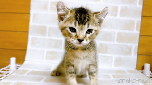 成約済の東京都のアメリカンカール-78348の9枚目