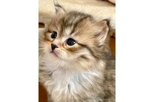 成約済の神奈川県のサイベリアン-78395の3枚目