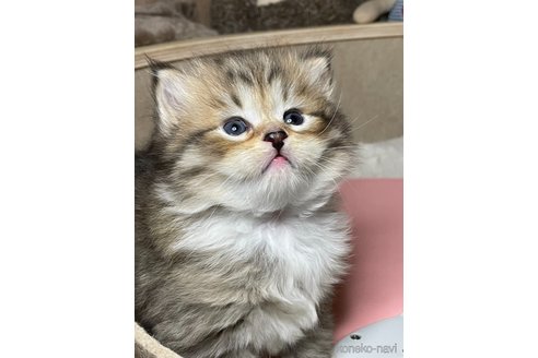 成約済の神奈川県のサイベリアン-78395の7枚目