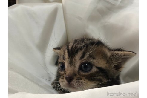 成約済の三重県のアメリカンショートヘア-78412の8枚目