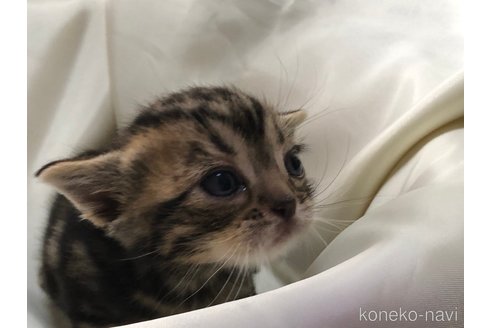 成約済の三重県のアメリカンショートヘア-78412の9枚目