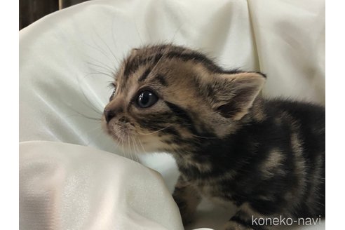 成約済の三重県のアメリカンショートヘア-78412の13枚目
