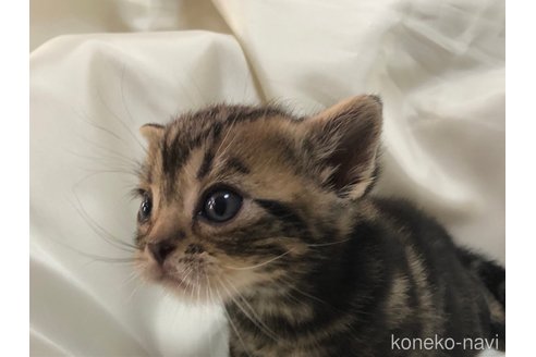成約済の三重県のアメリカンショートヘア-78412の3枚目