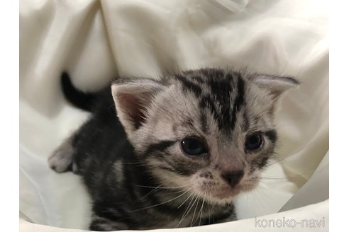 成約済の三重県のアメリカンショートヘア-78416の2枚目