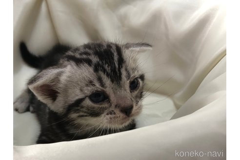 成約済の三重県のアメリカンショートヘア-78416の3枚目
