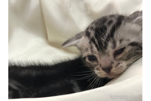 成約済の三重県のアメリカンショートヘア-78416の4枚目