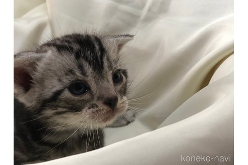 成約済の三重県のアメリカンショートヘア-78416の6枚目