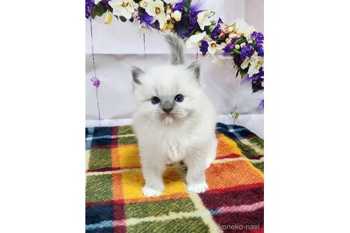 成約済の奈良県のラグドール-76715の1枚目