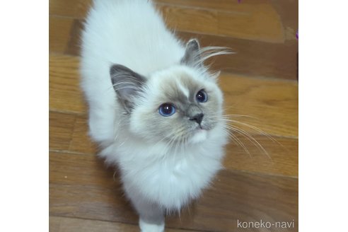 成約済の愛媛県のラグドール-78730の2枚目