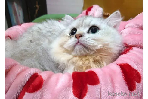 成約済の愛知県のペルシャ(チンチラ)-78737の4枚目