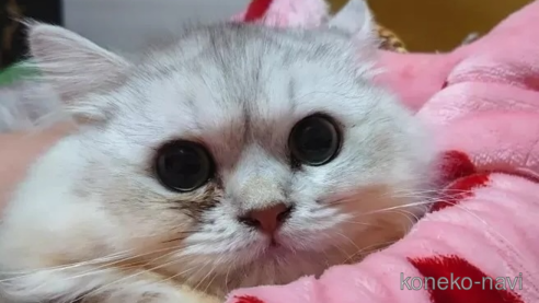 成約済の愛知県のペルシャ(チンチラ)-78737