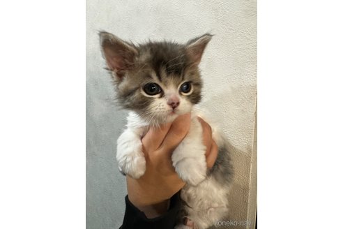 成約済の千葉県のマンチカン-78805の4枚目