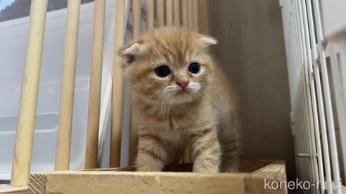 成約済の鹿児島県のスコティッシュフォールド-77093の3枚目