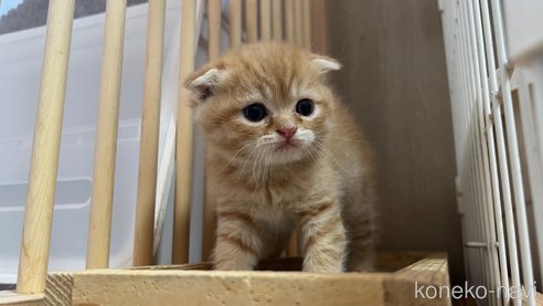 販売中の鹿児島県のスコティッシュフォールド-77093の3枚目