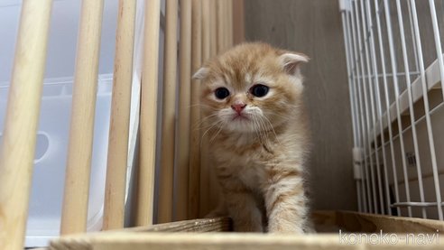 成約済の鹿児島県のスコティッシュフォールド-77093の5枚目