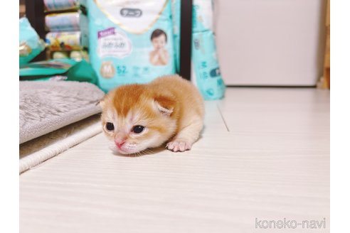 成約済の東京都のブリティッシュショートヘア-78868の3枚目