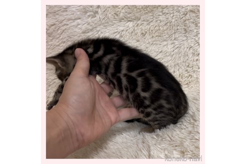 成約済の群馬県のベンガル-78883の2枚目