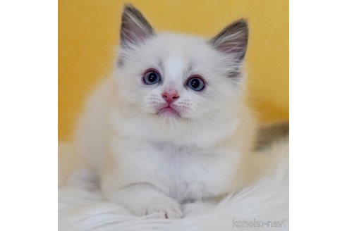 成約済の東京都のラグドール-76033の5枚目