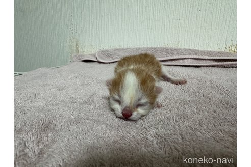 成約済の埼玉県のスコティッシュフォールド-78895の20枚目