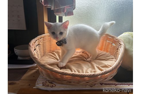 成約済の千葉県のスコティッシュフォールド-74131の26枚目